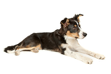 Image showing black and white border collie