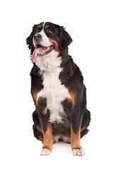 Image showing Bernese Mountain Dog