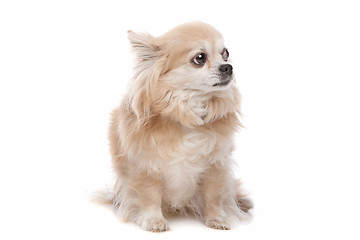 Image showing Long haired chihuahua