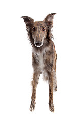 Image showing Silken Windhound