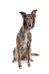 Image showing Silken Windhound