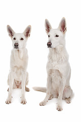 Image showing White Shepherd Dog