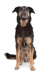 Image showing mixed breed shepherd dog