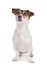 Image showing Jack russel Terrier