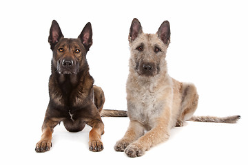 Image showing two Belgian shepherd dogs