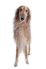 Image showing Borzoi or Russian Wolfhound