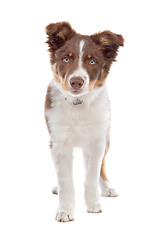 Image showing border collie puppy