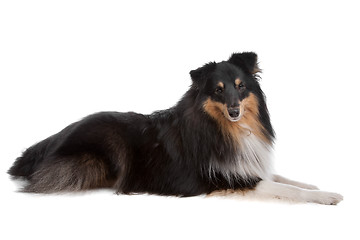 Image showing shetland sheepdog