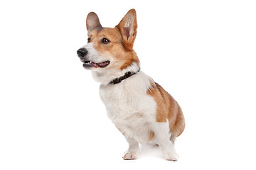 Image showing Pembroke Welsh Corgi