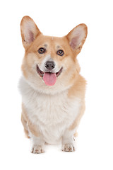 Image showing Pembroke Welsh Corgi