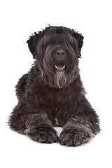 Image showing Bouvier des Flandres