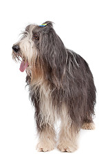 Image showing Bearded Collie