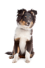 Image showing shetland sheepdog