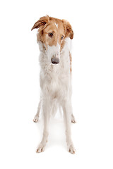 Image showing Borzoi or Russian Wolfhound