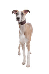 Image showing Whippet puppy dog