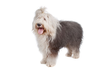 Image showing Old English Sheepdog