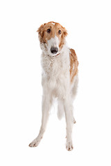 Image showing Borzoi or Russian Wolfhound