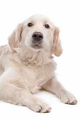Image showing Golden retriever dog