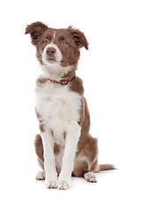 Image showing border collie puppy