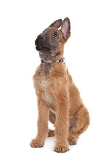 Image showing Belgian Shepherd Dog ,Laekenois