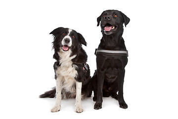 Image showing Border collie and a black dog