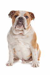 Image showing English Bulldog