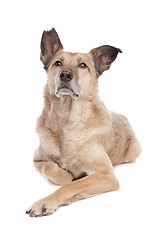 Image showing mixed breed dog