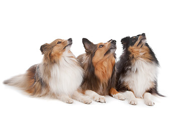 Image showing Shetland Sheepdogs