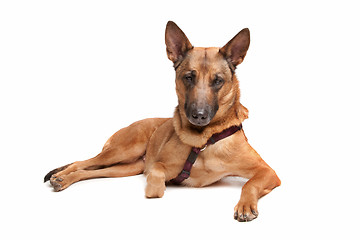 Image showing Belgian Shepherd