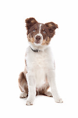 Image showing border collie puppy