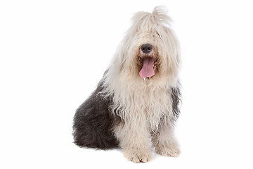 Image showing Old English Sheepdog