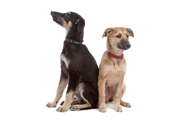 Image showing two whippet puppy dogs