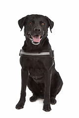 Image showing mix breed dog, Labrador, Rottweiler