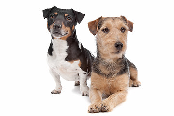 Image showing Jack Russel Terrier dog and a mixed breed dog