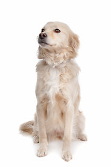 Image showing mixed breed dog