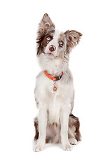 Image showing Border collie sheepdog