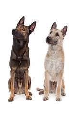 Image showing two Belgian shepherd dogs