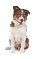 Image showing border collie puppy