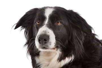 Image showing border collie sheepdog