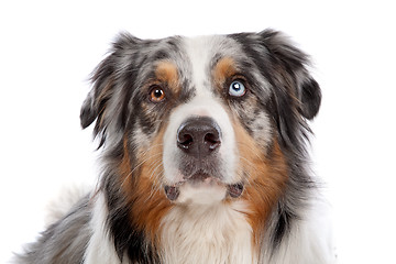 Image showing Australian Shepherd