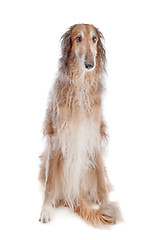 Image showing Borzoi or Russian Wolfhound