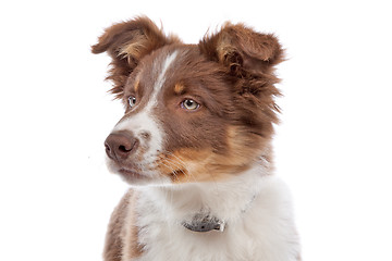 Image showing border collie puppy