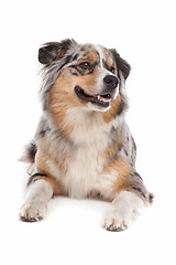 Image showing Australian Shepherd