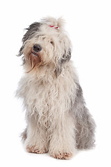 Image showing Old English Sheepdog