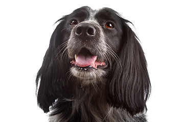 Image showing mixed breed dog.border collie, cocker spaniel