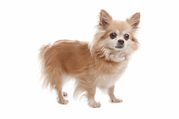 Image showing Long haired chihuahua