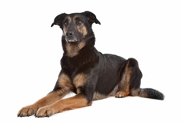 Image showing mixed breed shepherd dog