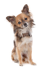 Image showing Long haired chihuahua