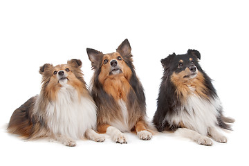 Image showing Shetland Sheepdogs