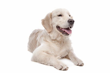 Image showing Golden retriever dog